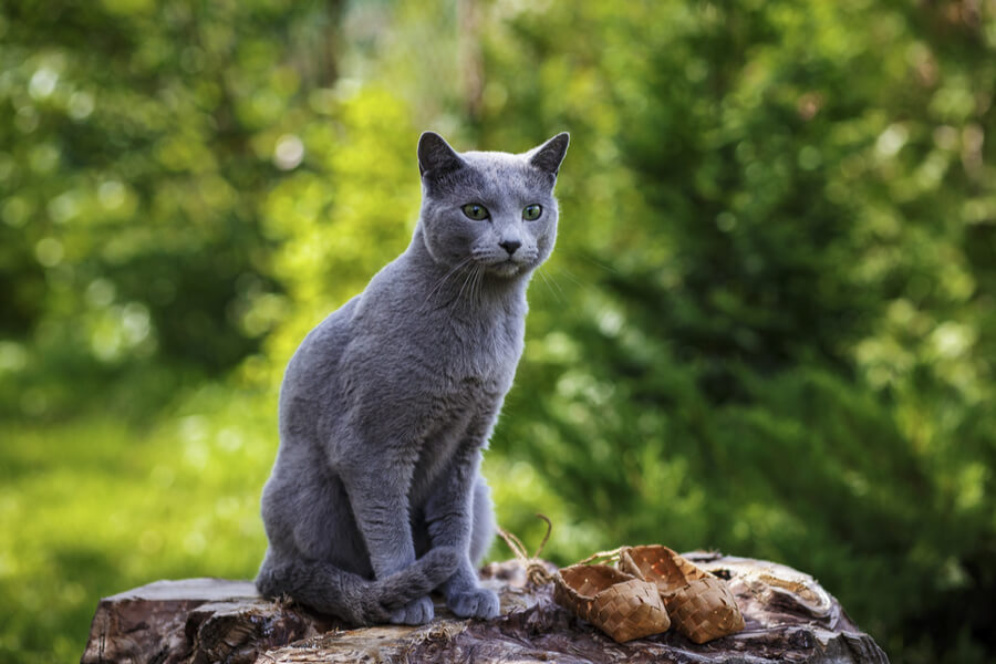 Graue Katzen Die Sch nsten Grauen Katzenrassen graue-katzen-die-sch-nsten-grauen-katzenrassen